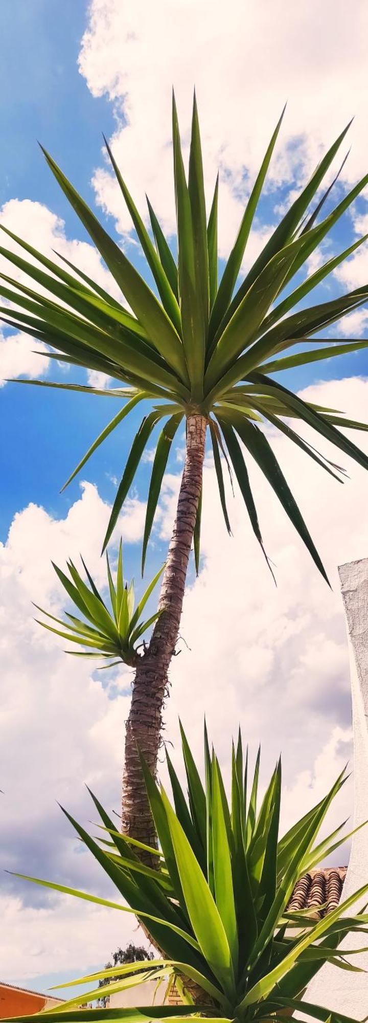 Appartement Rosa With Pool Available アルボクス エクステリア 写真
